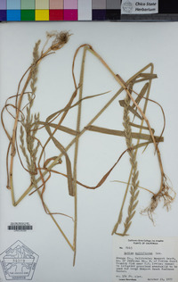 Festuca perennis image