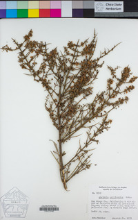 Adolphia californica image