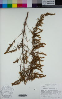 Artemisia dracunculus image