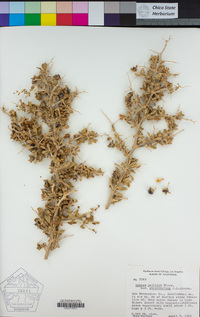 Lycium pallidum var. oligospermum image