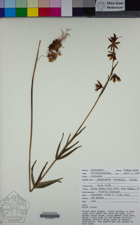 Fritillaria micrantha image