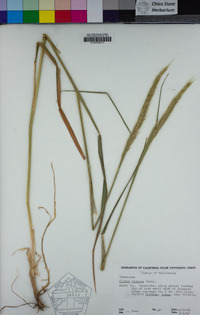 Elymus glaucus image