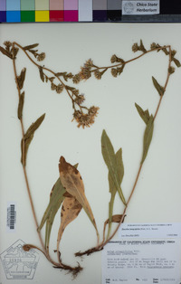 Eurybia integrifolia image