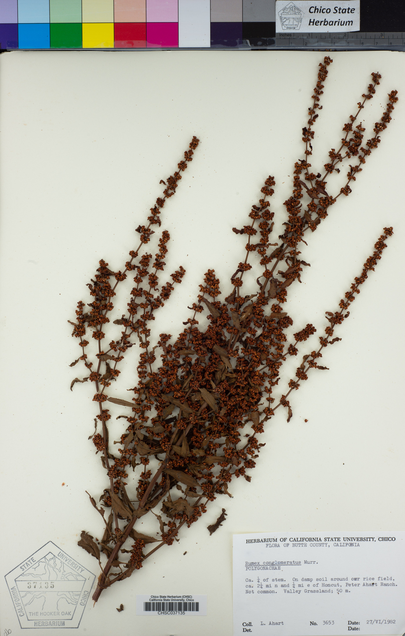 Rumex conglomeratus image