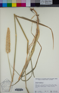 Phalaris aquatica image