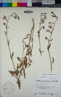 Clarkia rhomboidea image