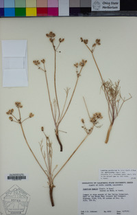 Lomatium caruifolium var. denticulatum image