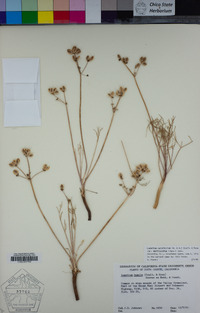 Lomatium caruifolium image