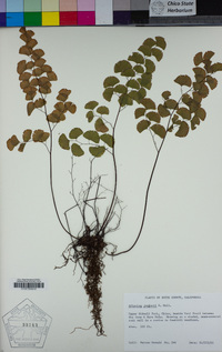 Adiantum jordanii image