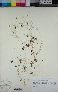 Callitriche marginata image