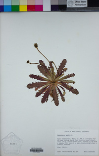 Hypochaeris glabra image