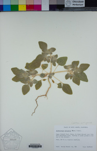 Croton setiger image