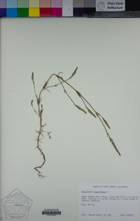 Crucianella angustifolia image