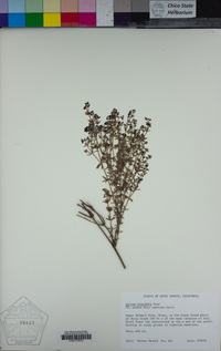 Galium bolanderi image