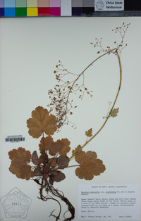Heuchera micrantha image