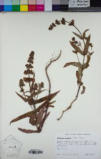 Collinsia tinctoria image