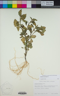 Solanum americanum image