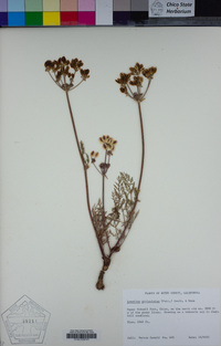 Lomatium utriculatum image