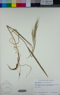 Bromus diandrus image