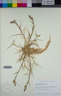 Crypsis schoenoides image