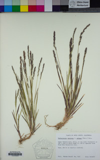 Muhlenbergia mexicana image