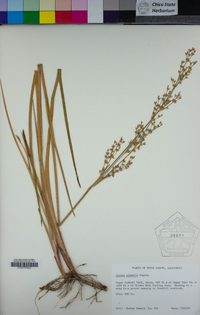 Juncus oxymeris image