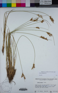 Juncus trilocularis image