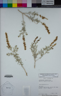 Ambrosia dumosa image