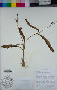 Erythronium purpurascens image