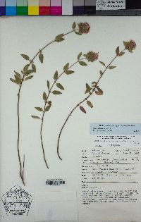 Monardella sheltonii image