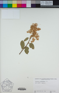 Ceanothus integerrimus image