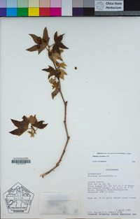 Platanus racemosa image