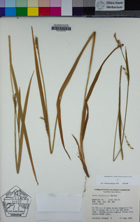 Carex hendersonii image