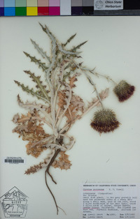 Cirsium occidentale var. venustum image