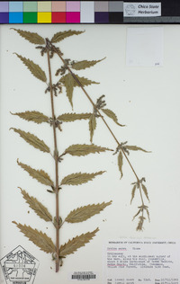 Urtica dioica subsp. holosericea image