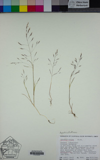 Agrostis elliottiana image