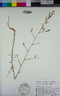 Epilobium brachycarpum image