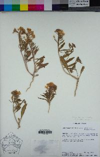 Eremothera boothii image