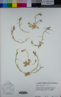 Crypsis schoenoides image