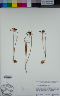 Allium campanulatum image