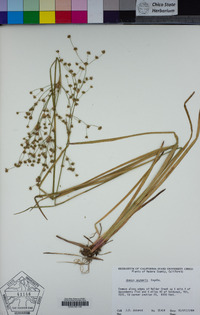 Juncus oxymeris image