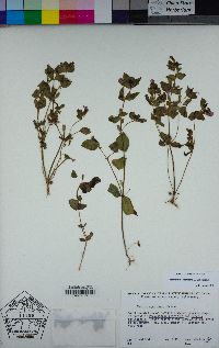 Erythranthe acutidens image