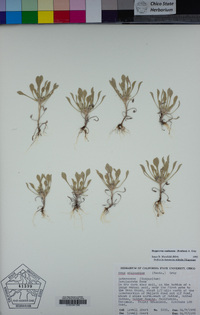 Hesperevax caulescens image