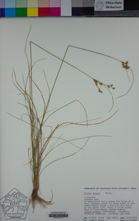 Juncus tenuis image