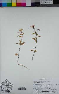 Clarkia concinna subsp. automixa image