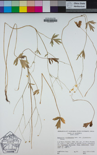 Ranunculus occidentalis var. ultramontanus image