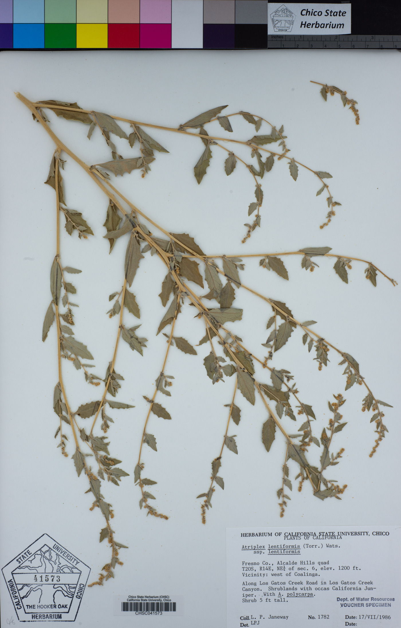 Atriplex lentiformis image