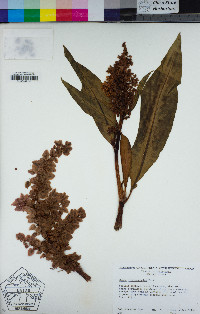 Rumex hymenosepalus image