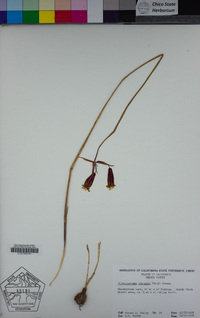 Dichelostemma ida-maia image