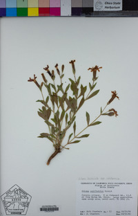 Silene laciniata subsp. californica image